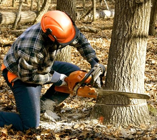 Tree Removal in Traphill, NC